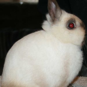 Meet your Posher, Snowbunnies